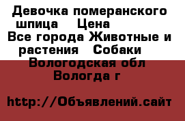 Девочка померанского шпица. › Цена ­ 40 000 - Все города Животные и растения » Собаки   . Вологодская обл.,Вологда г.